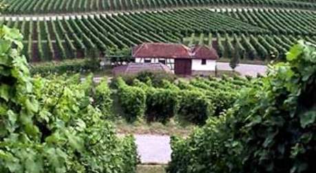 Weiberge mit Weinberghaus